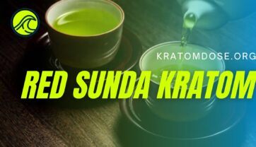 Red Sunda Kratom: Overview, Benefits, and Dosage