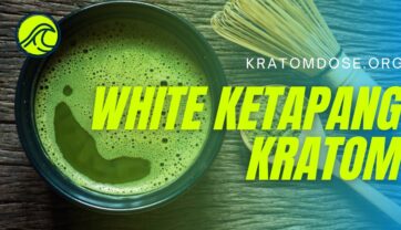 White Ketapang Kratom: All You Need to Know